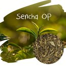 Sencha OP - grner Tee von auerordentlicher Qualitt